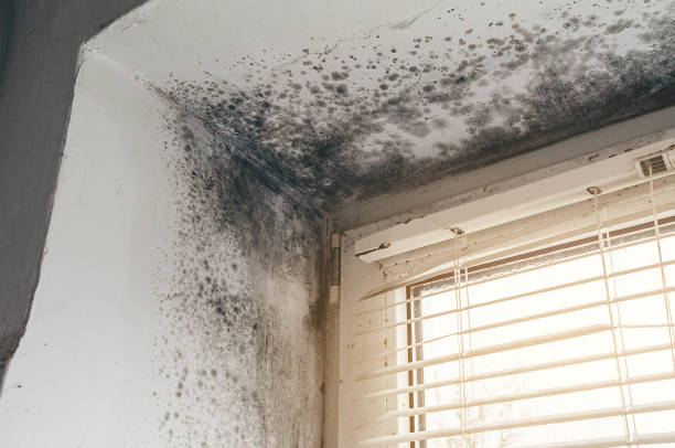 Affordable Attic Mold Remediation solutions in Jersey City, NJ